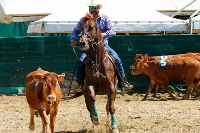 Ranch Sorting Experience 1